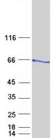 Human DOK1 Protein (Recombinant Myc-DDK (Flag))