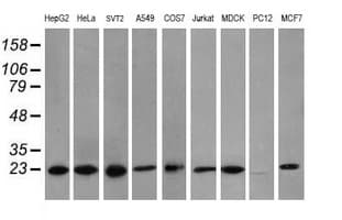 VBP1 Antibody (clone OTI1G3)