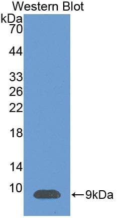 SDF1 / CXCL12 Antibody (aa23-93)