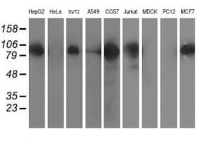 ERCC4 / XPF Antibody (clone OTI4E11)