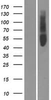 Human OR51V1 Protein (Over-Expression Lysate Myc-DDK (Flag))