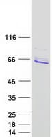 Human DNAJC7 Protein (Recombinant Myc-DDK (Flag))