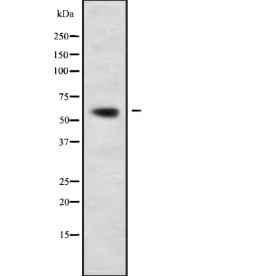 AAAS / Adracalin Antibody
