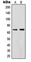 Cytokine IK Antibody (C-Terminus)