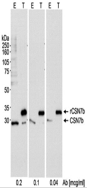 Polyclonal Rabbit anti-Human COPS7B / CSN7B Antibody (aa225-C-term, WB)