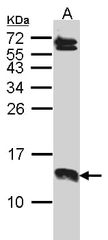 SERP1 Antibody (aa1-51)