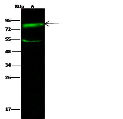 SCARB1 / SR-BI Antibody (Preservative Free)