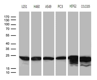 BAX Antibody (aa1-172, clone OTI2A1)