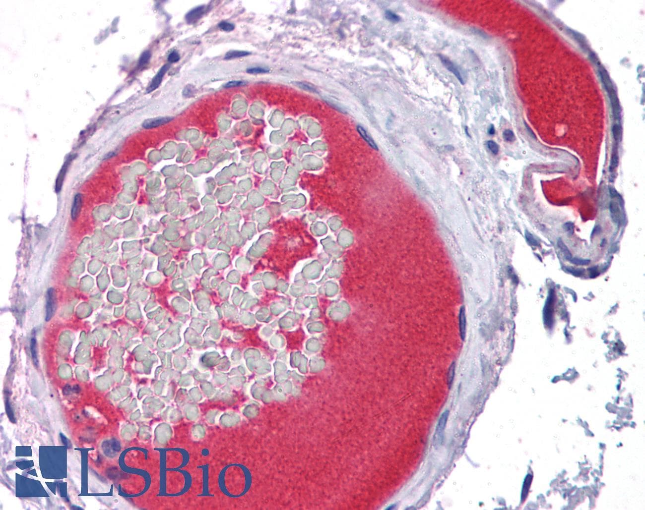 IHC-plus™ Polyclonal Sheep anti-Human PROC / Protein C Antibody (IHC)