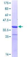 Human STI1 / STIP1 Protein (Recombinant GST, N-terminus)