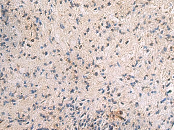 PA2G4 / EBP1 Antibody
