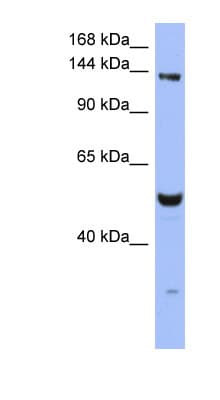MSH6 Antibody (aa251-300)