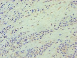 ATG9A Antibody (aa180-290)