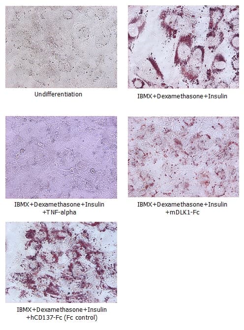 Mouse DLK1 / Pref-1 Protein (Recombinant Human IgG1 Fc)