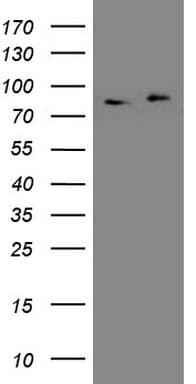 APPL1 / APPL Antibody (clone OTI4B11)