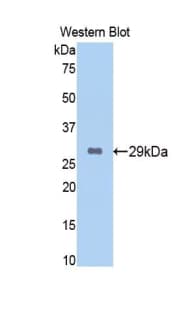 EZH2 Antibody (aa51-285, Biotin)
