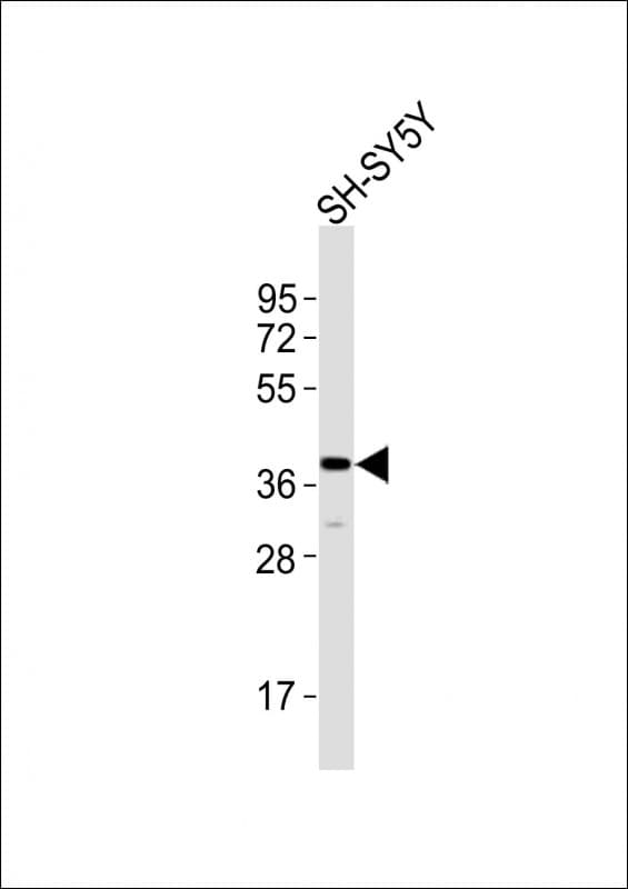 Polyclonal Rabbit anti-Human TAAR5 Antibody (aa236-269, WB)