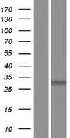 PHOSPHO2 Protein (Over-Expression Lysate Myc-DDK (Flag))