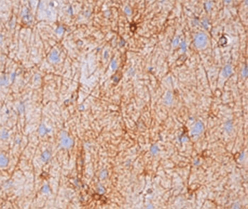 Monoclonal Mouse anti-Pig GFAP Antibody (clone GA-5, Ready-to-Use, IHC, IF, WB)