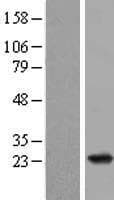 RAP2B Protein (Over-Expression Lysate Myc-DDK (Flag))