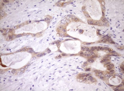 WIBG Antibody (clone OTI1E10, Carrier-free)
