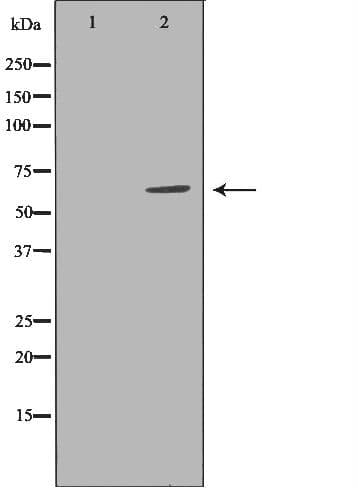ATL1 Antibody