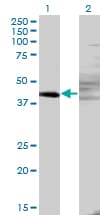 ZNF193 Antibody (clone 3G6)