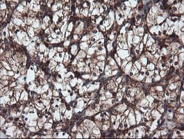 USP9X / FAM Antibody (clone OTI2G7)