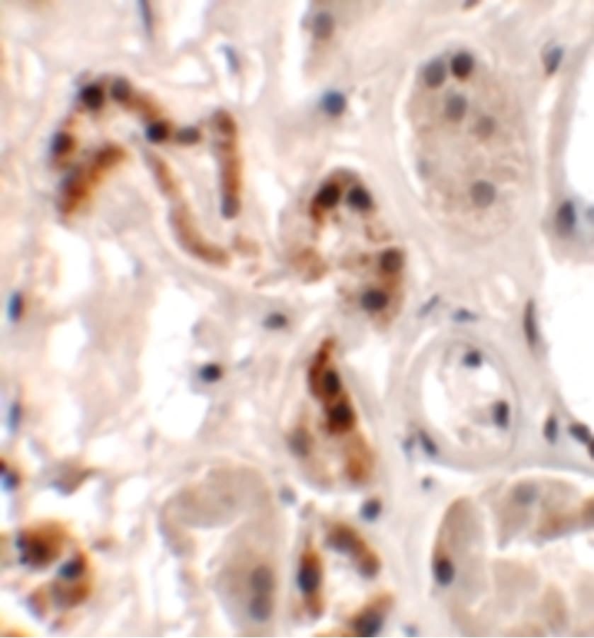 DBX1 Antibody