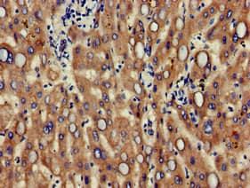 ALCAM / CD166 Antibody