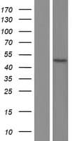 ZFYVE27 / Protrudin Protein (Over-Expression Lysate Myc-DDK (Flag))