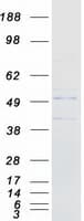 Human B3GNT6 Protein (Recombinant Myc-DDK (Flag))