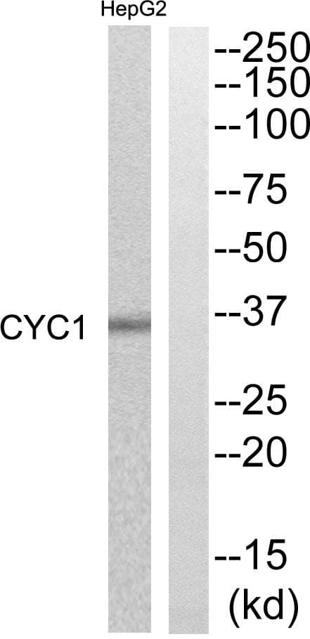 CYC1 / Cytochrome C-1 Antibody