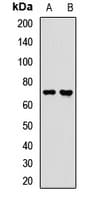 LSS Antibody