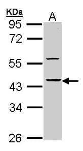 HS1BP3 Antibody (aa320-392)