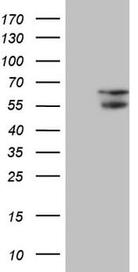 NARS2 Antibody (clone OTI10E2, Carrier-free)