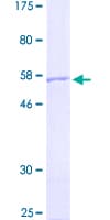 Human NFU1 Protein (Recombinant GST)