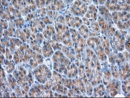 GORASP1 / GRASP65 Antibody (clone OTI5G8)