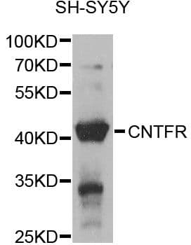 CNTFR Antibody