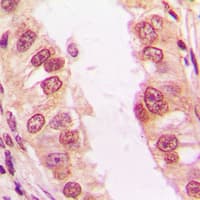 FADD Antibody (C-Terminus)