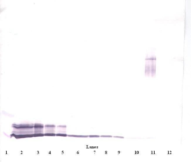 CXCL4 / PF4 Antibody