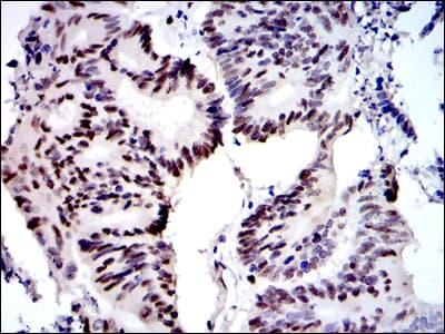 MCM2 Antibody (clone 1E7)