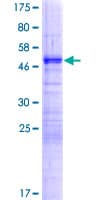 Human LBX2 Protein (Recombinant GST)