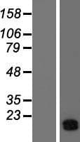 ATP5J Protein (Over-Expression Lysate Myc-DDK (Flag))