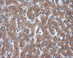 NME4 Antibody (clone OTI4E8)