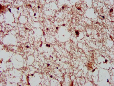 CDK11A / CDC2L2 Antibody