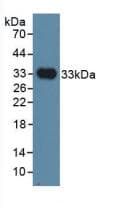 IGSF1 Antibody (aa1008-1227)