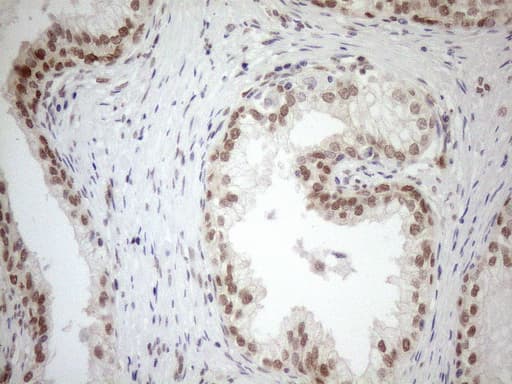 MGMT Antibody (clone OTI4F9, Carrier-free)