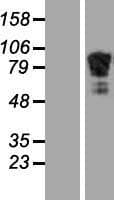 ADD2 Protein (Over-Expression Lysate Myc-DDK (Flag))