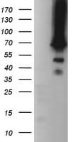 TRMT2A Antibody (clone OTI1C3)